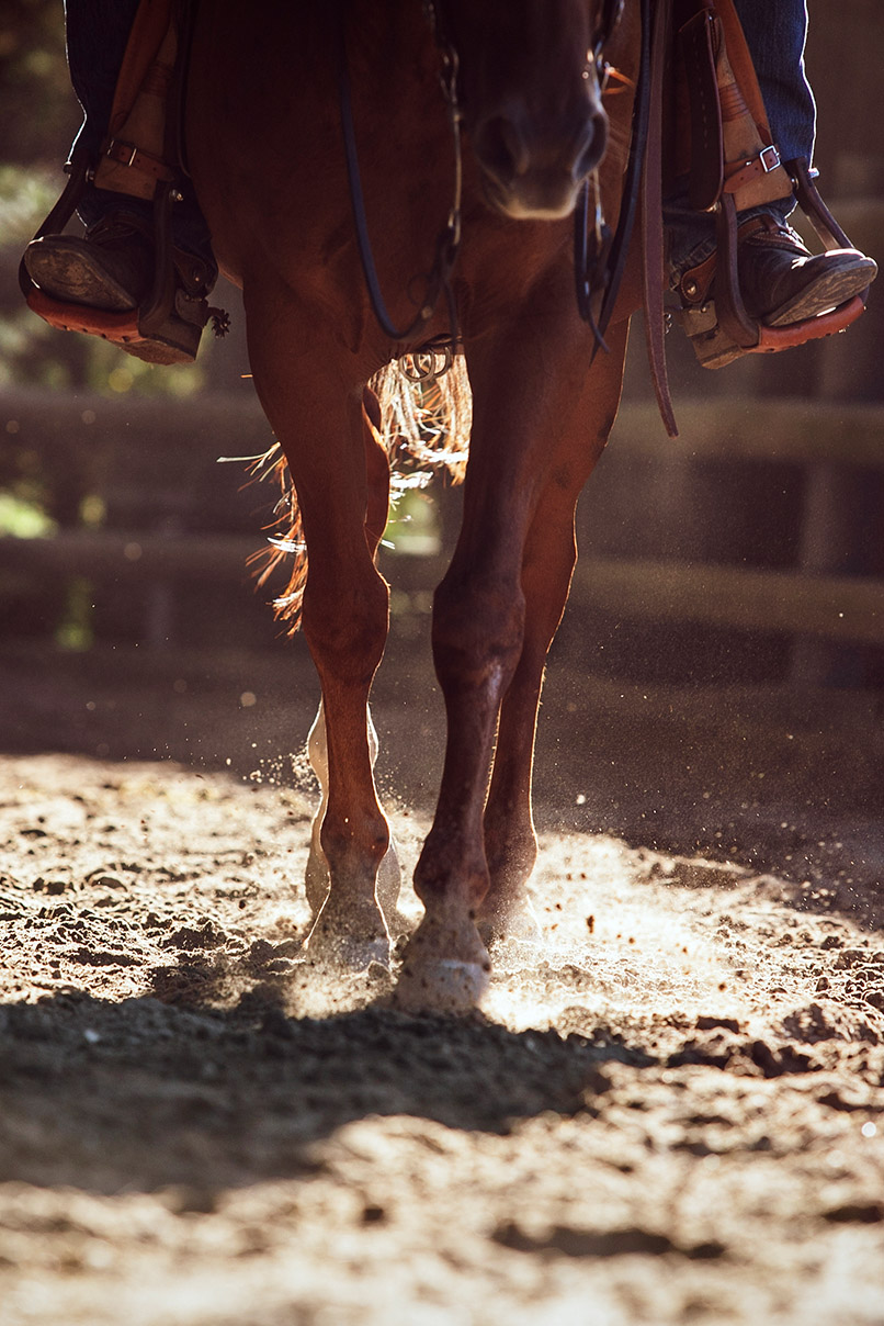 Cavalier a cheval Westerlies